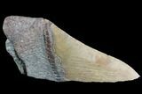 Partial Fossil Megalodon Tooth #89424-1